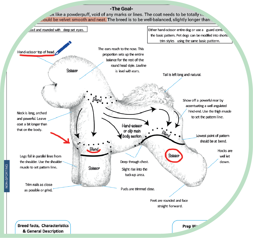 Bichon Grooming Diagram